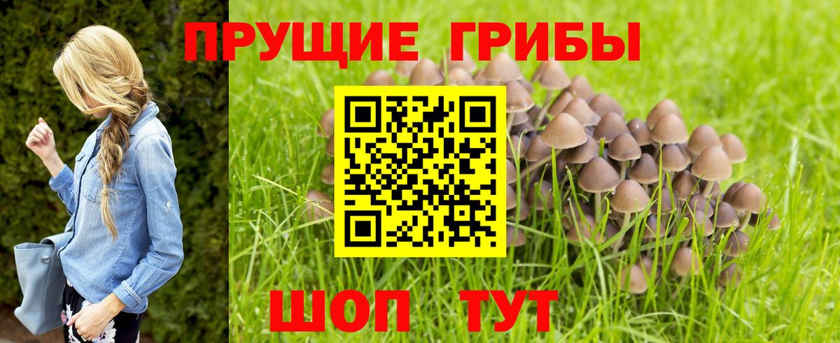 купить закладку  Вход с VPN  Александров  Галлюциногенные грибы Psilocybine cubensis 